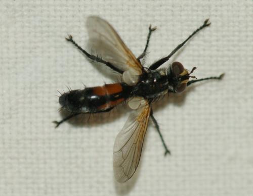 Réf. 251 262 : Cylindromyia sp.
